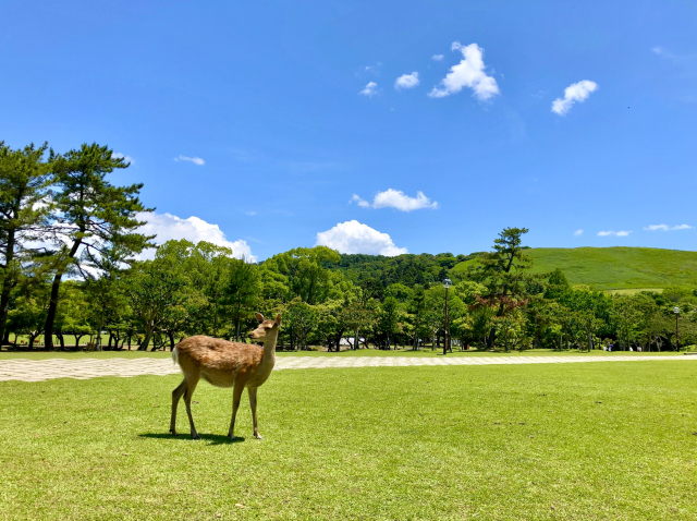 奈良県の人探し相談窓口｜人探し探偵