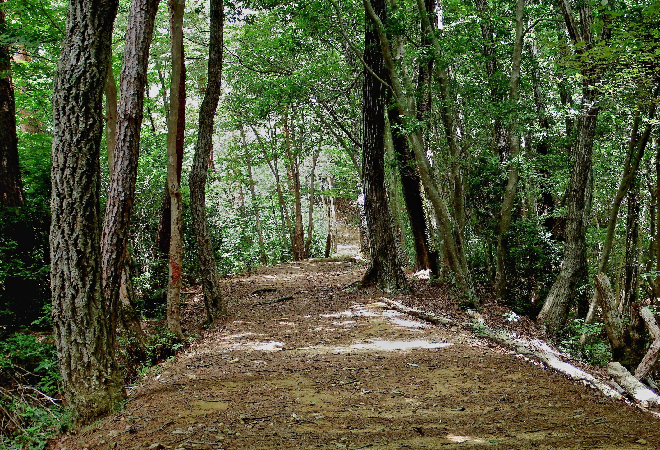 山林の中の道
